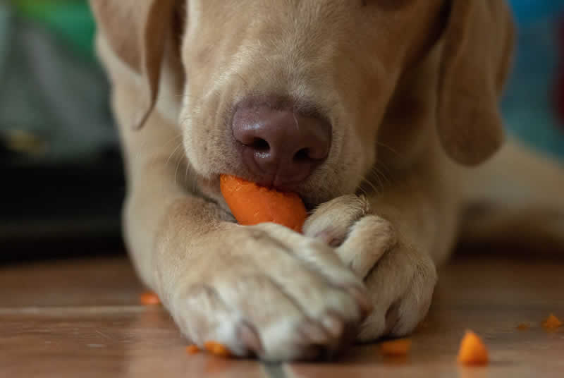 Labrador eating a carrot