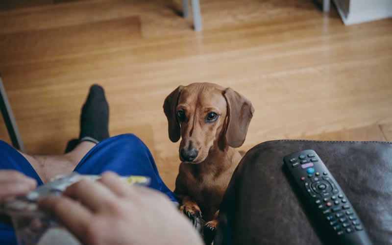 daschund waiting for treats from owner