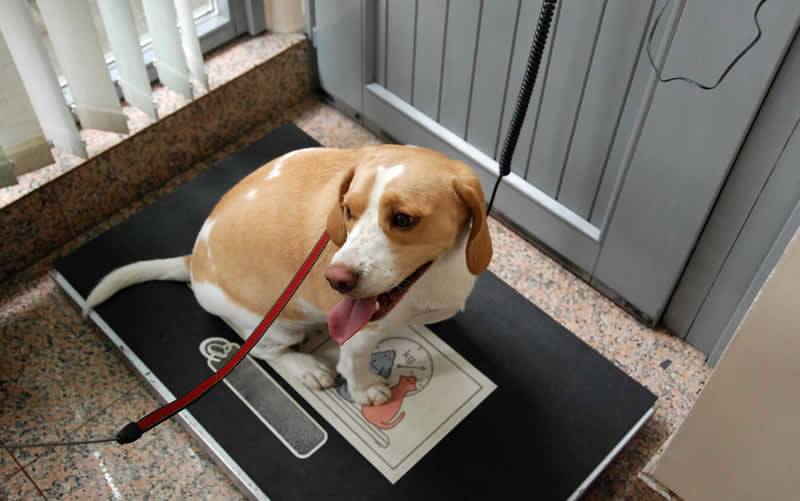 beagle on scale