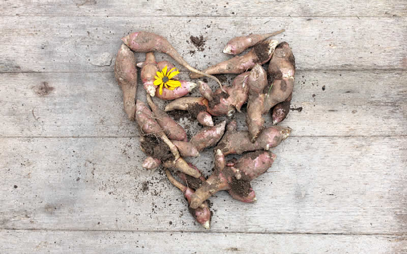 chicory root prebiotics -excellent for the gut flora